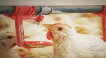 طفرة تاريخية.. شركة سعودي قاب ترفع إنتاج الدواجن إلى 1.2 مليون طن سنوياً